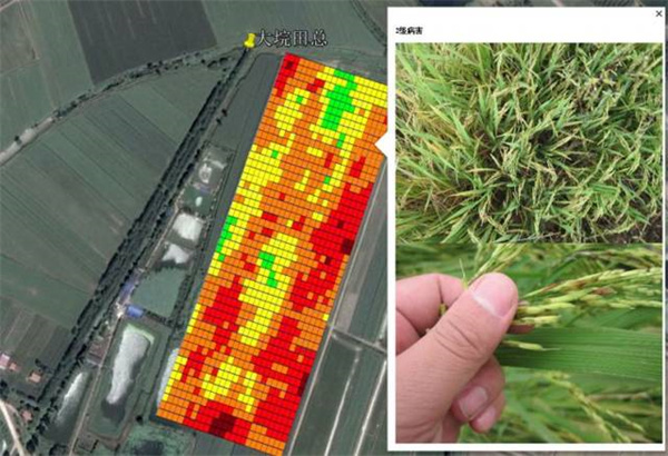 高光譜遙感在農作物病蟲害