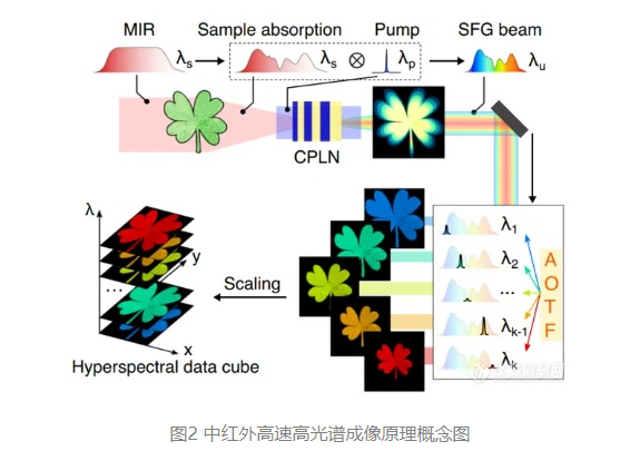 華東師大超高速大視場(chǎng)的中紅外高光譜成像取得重大突破2